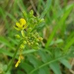 Erucastrum gallicum Flower