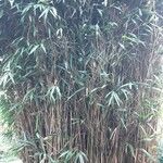 Pseudosasa japonica ശീലം