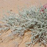 Maropsis deserti Alkat (teljes növény)