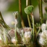 Marsilea strigosa Fruit