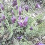 Lavandula stoechasBlodyn