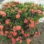 Ixora coccineaBloem