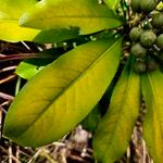 Pittosporum coccineum Fuelha