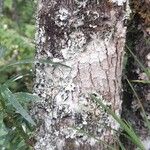 Podocarpus parlatorei പുറംതൊലി