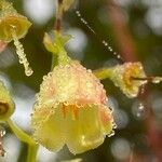 Ribes nigrum Flower