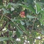 Barringtonia acutangula फूल