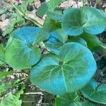 Asarum europaeumLeaf