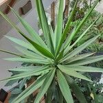 Yucca gigantea 叶