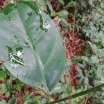 Cleistanthus ripicola Hoja