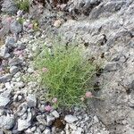 Centranthus angustifolius Habit