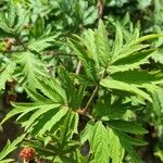 Rubus nemoralis ഇല