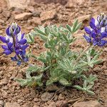 Lupinus sellulus Habit