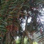 Picea koyamae Casca