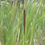 Typha orientalis 果