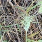 Aegilops geniculata Blüte