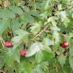 Crataegus rhipidophyllaBlüte