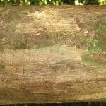 Eschweilera micrantha 樹皮