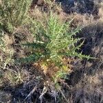 Carthamus arborescens Leaf