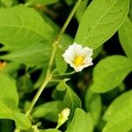 Lycianthes rantonnetii Likasa