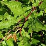 Prunus japonica 葉