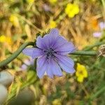 Cichorium endiviaफूल