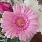 Gerbera viridifolia Flower