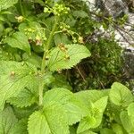 Scrophularia alpestris Leaf