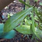 Panopsis sessilifolia Leaf