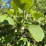 Actinidia chinensisFlower