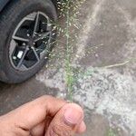 Eragrostis tenella Leaf