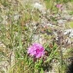 Viscaria alpina Fleur