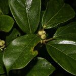 Ficus colubrinae 叶