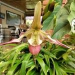 Phragmipedium longifolium Кветка