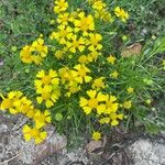 Helenium amarumFleur