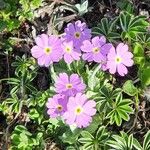 Primula farinosa Virág