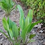 Lepidium latifoliumLeaf