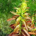 Oenothera biennis Flower