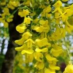 Laburnum alpinumKvet