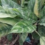 Aglaonema pictum Feuille