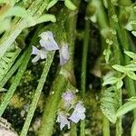 Astragalus sesameus Floro