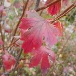 Ribes aureum Leaf