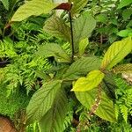 Trichostigma peruvianum Hoja