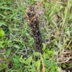 Astragalus canadensis Плод