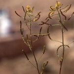 Nasturtiopsis coronopifolia Fruit