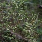 Euphorbia stricta Frucht