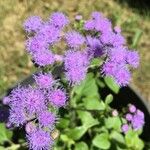 Ageratum houstonianum花