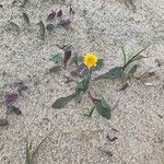 Sonchus bulbosus Fleur