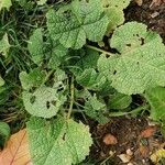 Alcea biennis Natur