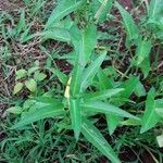 Ipomoea aquatica Leaf