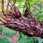 Cyathea glauca Bark